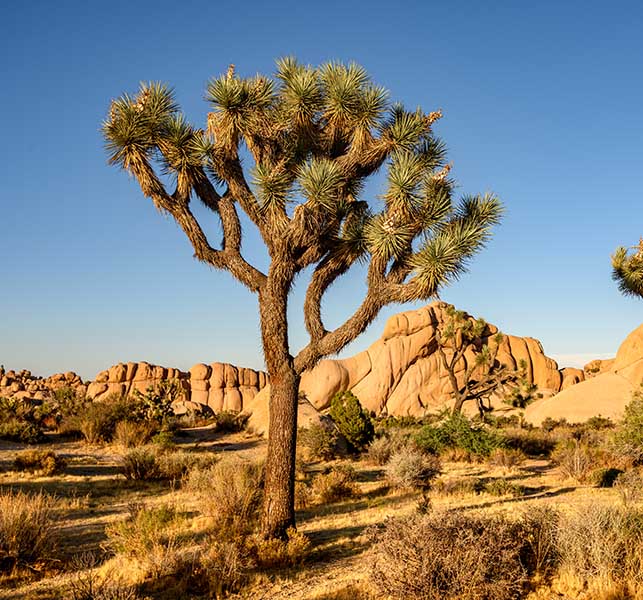 Joshua Tree National Park, Mojave Desert, California Riverside County Commercial Cleaning Services - EVS